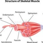 skeletal muscles