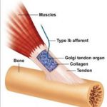 Physiology of exercise